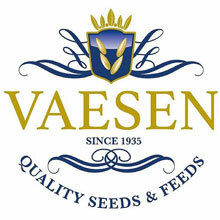 Vaesen