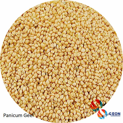 Panicum geel / Senegal gierst 5 kg
