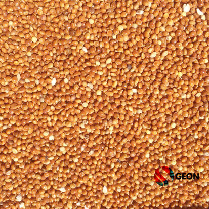 Milletzaad rood 25 kg.