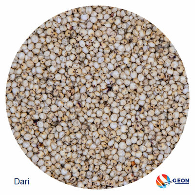 Dari - Sorghum 20 kg.